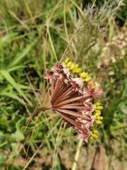 Asclepias albens
