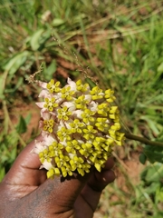 Asclepias albens