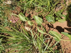 Asclepias albens