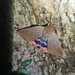 Thyas juno