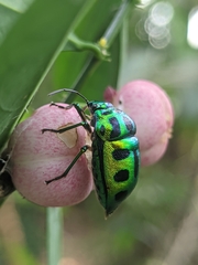 Chrysocoris stollii