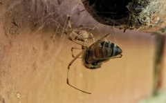 Latrodectus geometricus