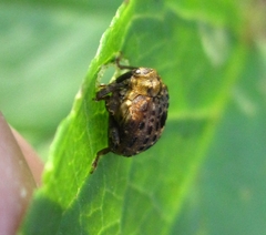 Cionus scrophulariae