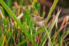 Cisticola exilis