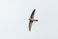 Aerodramus germani