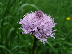 Traunsteinera globosa