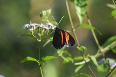 Pereute charops charops