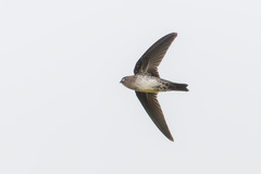 Aerodramus germani