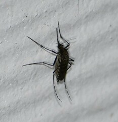 Aedes taeniorhynchus