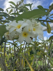 Plumeria