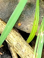 Acariformes