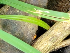 Acariformes
