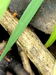 Acariformes