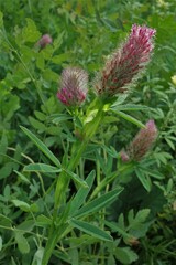 Trifolium rubens