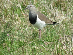 Vanellus melanopterus