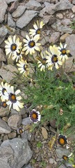 Osteospermum scariosum