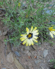 Osteospermum scariosum
