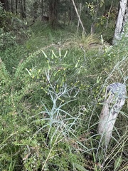 Senecio quadridentatus