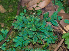 Selaginella uncinata