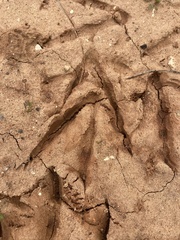 Pelecaniformes