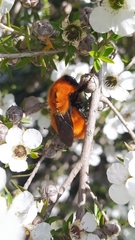 Bombus dahlbomii