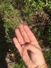 Muhlenbergia expansa