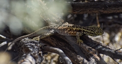 Liolaemus darwinii