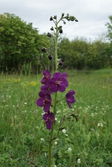 Verbascum phoeniceum