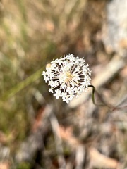 Trachymene incisa