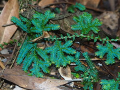 Selaginella uncinata