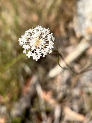 Trachymene incisa