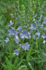 Veronica austriaca