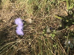 Ageratum houstonianum