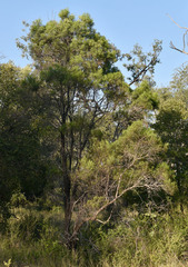 Eremophila mitchellii