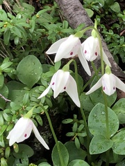 Codonorchis lessonii