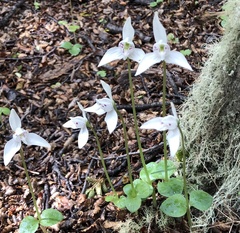 Codonorchis lessonii