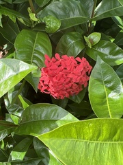Ixora