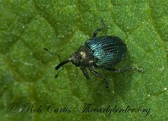 Ceutorhynchus americanus