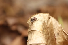Tamigalesus
