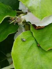 Psyllobora picta