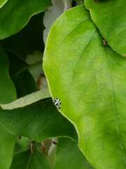 Psyllobora picta