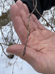 Rhododendron prinophyllum