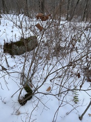 Rhododendron prinophyllum