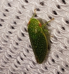 Rugosana querci