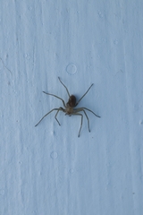 Loxosceles rufescens