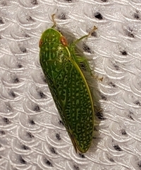 Rugosana querci