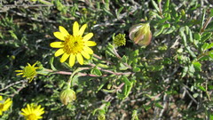 Osteospermum sinuatum