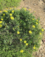Osteospermum sinuatum