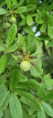Diospyros lycioides