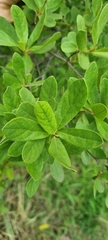 Diospyros lycioides